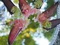 finger lime 